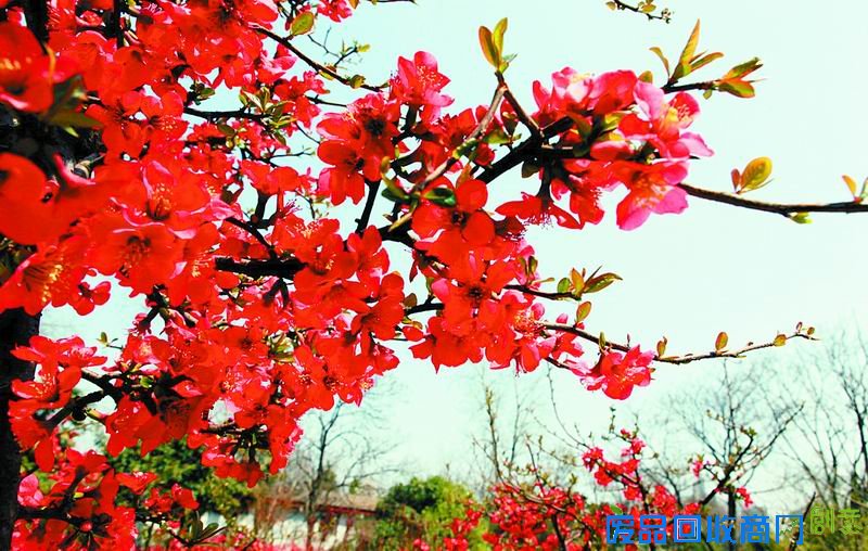 又是一年春天到 周末成都周边赏花看过来(组图)