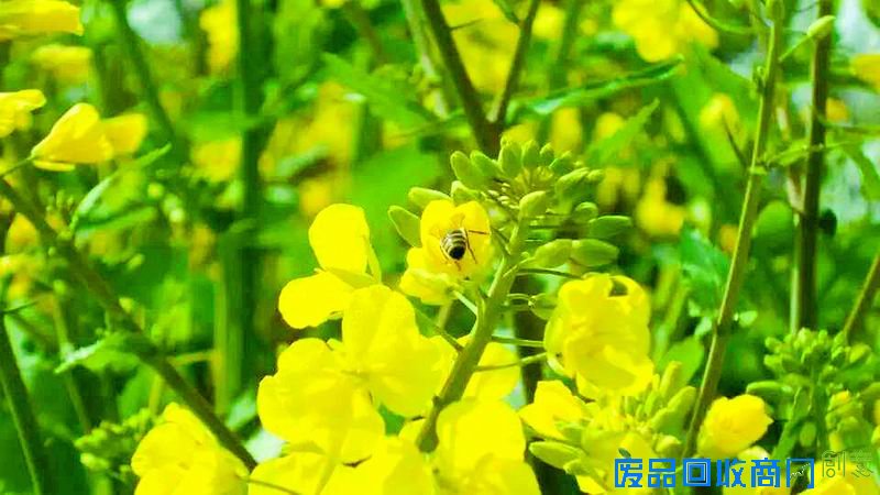 又是一年春天到 周末成都周边赏花看过来(组图)