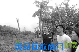 一群学生的灵感,一片被遗忘多年的树林,能否改变一个村庄?