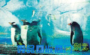 图文：天津市中北冰雕乐园内可爱企鹅集体换毛