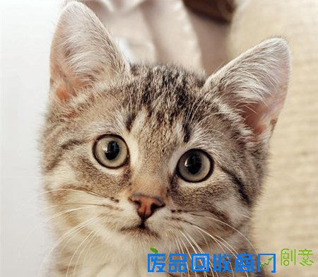 可爱萌宠喵星人 日本人到底有多爱喵星人