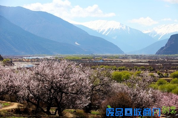 春花百媚舞春风【赏花】