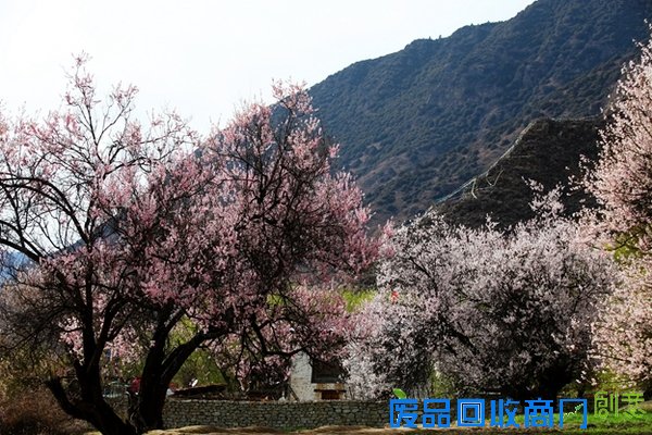 春花百媚舞春风【赏花】