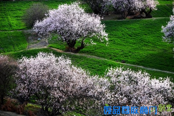 春花百媚舞春风【赏花】