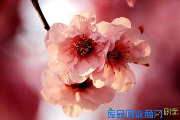 春花百媚舞春风【赏花】