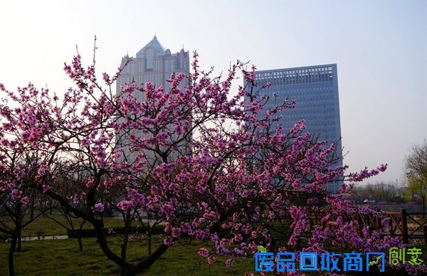 春花百媚舞春风【赏花】