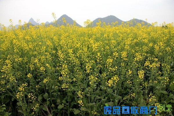 春花百媚舞春风【赏花】