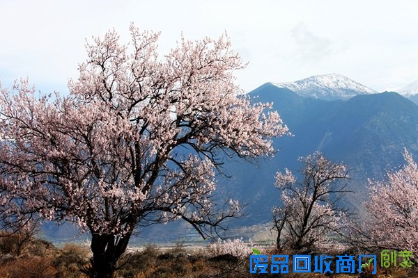 春花百媚舞春风【赏花】