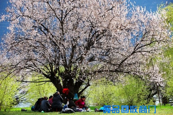 春花百媚舞春风【赏花】