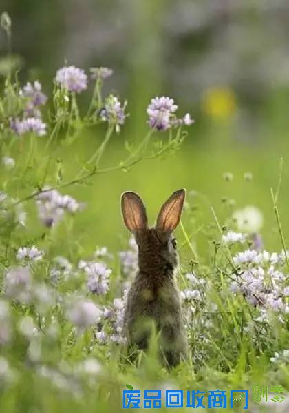 复活节周末，你出去找兔子和彩蛋了吗？