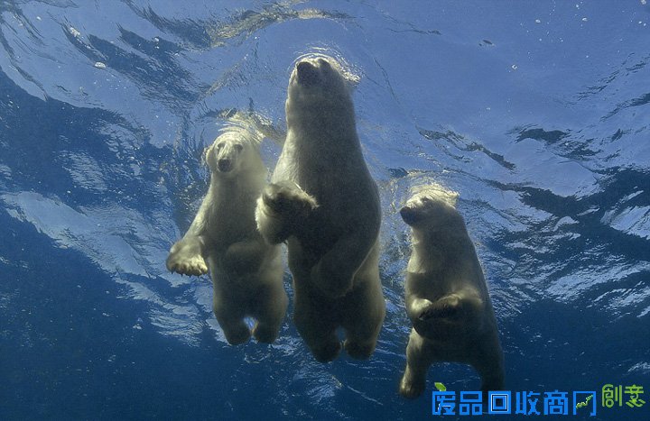 美摄像师捕捉北极熊妈妈教宝宝学游泳画面