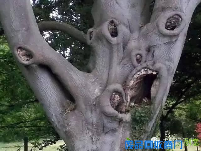 大千世界无奇不有 看看那些成精的怪树
