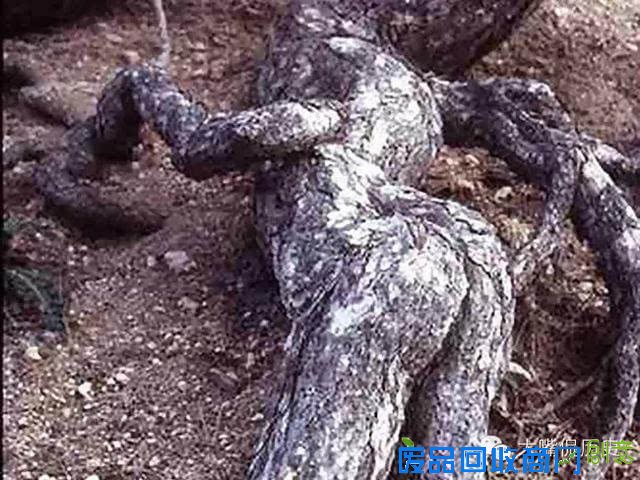 大千世界无奇不有 看看那些成精的怪树
