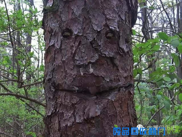 大千世界无奇不有 看看那些成精的怪树