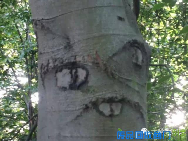 大千世界无奇不有 看看那些成精的怪树