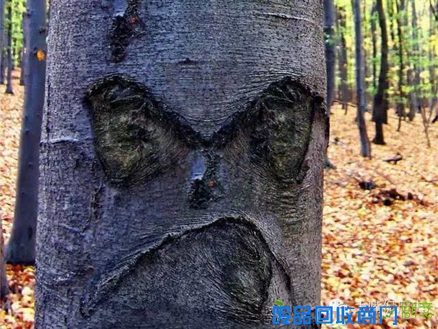 大千世界无奇不有 看看那些成精的怪树