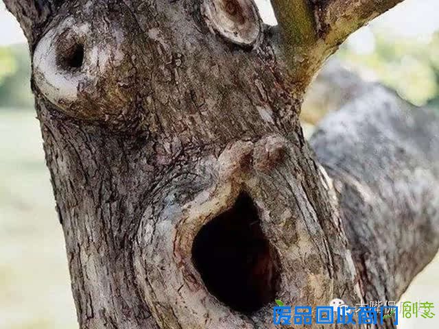 大千世界无奇不有 看看那些成精的怪树