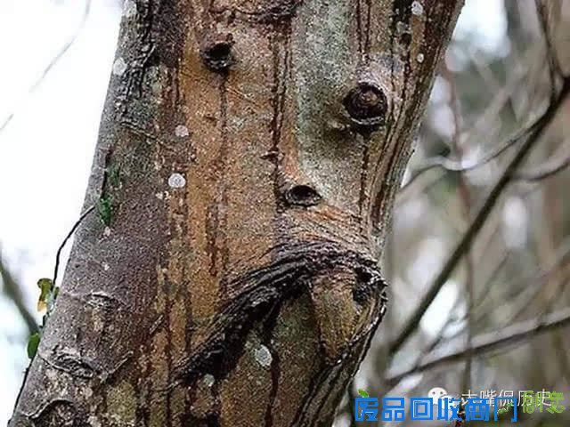 大千世界无奇不有 看看那些成精的怪树