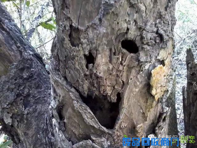 大千世界无奇不有 看看那些成精的怪树