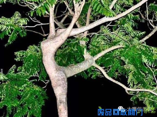 大千世界无奇不有 看看那些成精的怪树