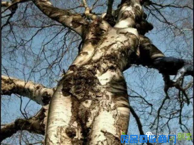 大千世界无奇不有 看看那些成精的怪树