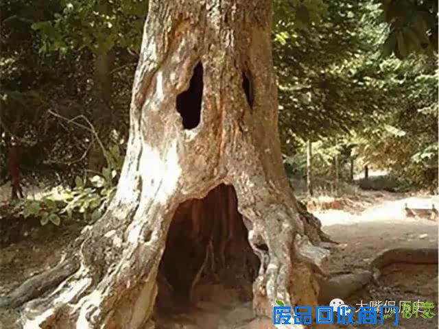 大千世界无奇不有 看看那些成精的怪树