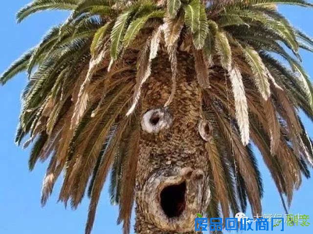 大千世界无奇不有 看看那些成精的怪树