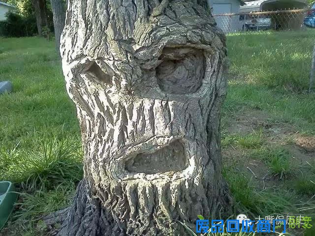 大千世界无奇不有 看看那些成精的怪树