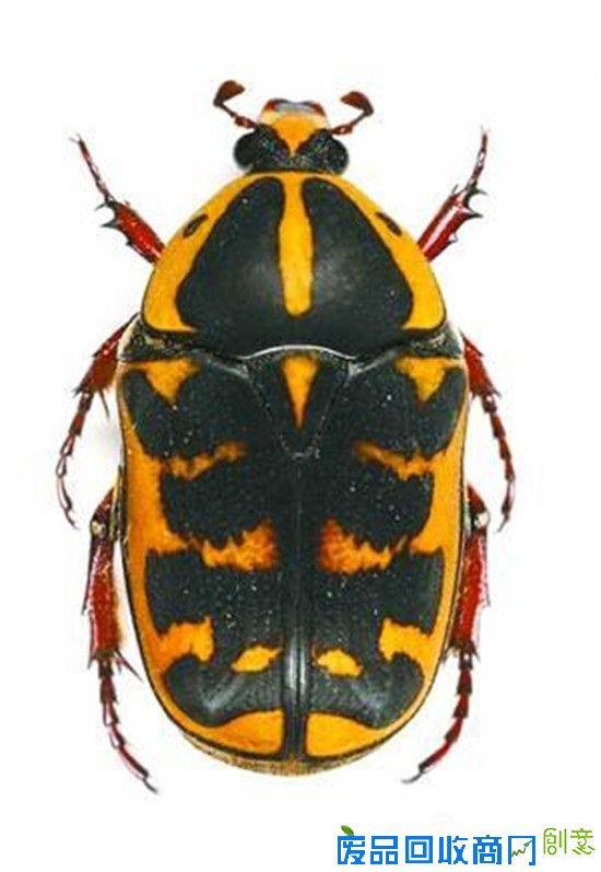 盘点自然界7种伪装高手 蜂蝇排名第一