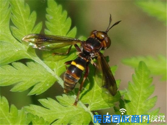 盘点自然界7种伪装高手 蜂蝇排名第一