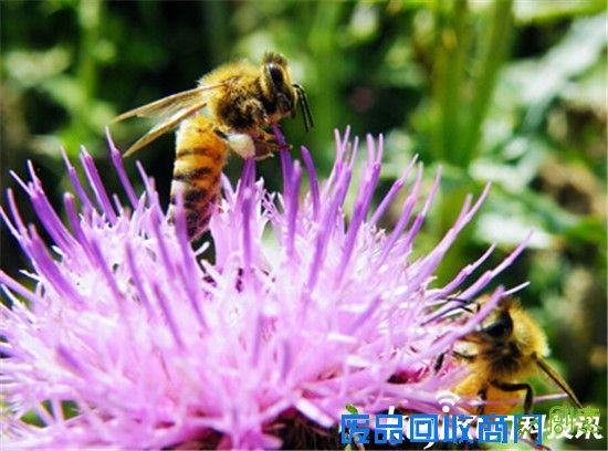 盘点自然界7种伪装高手 蜂蝇排名第一