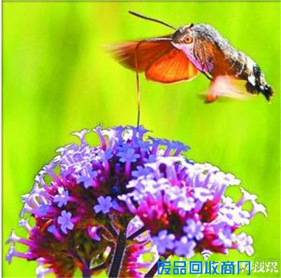 盘点自然界7种伪装高手 蜂蝇排名第一