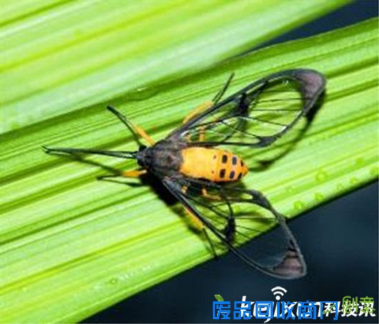 盘点自然界7种伪装高手 蜂蝇排名第一