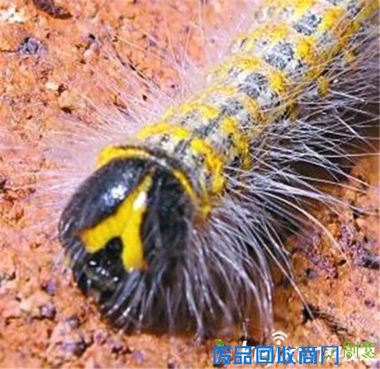 盘点自然界7种伪装高手 蜂蝇排名第一