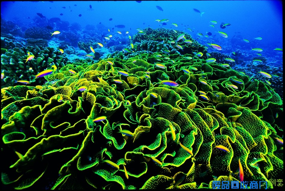 国家地理经典佳作