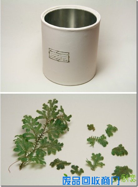 DIY奶铁罐花盆-手工花盆教程