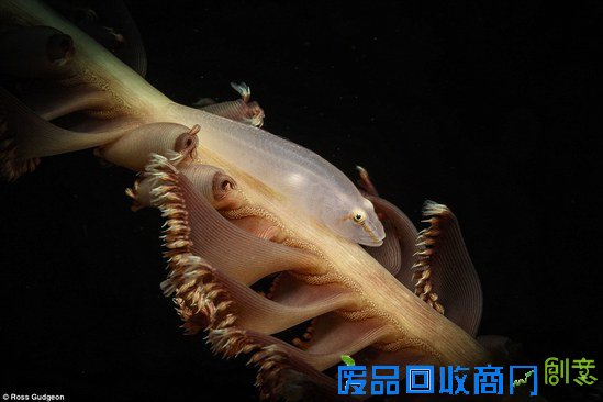 英国举行2016年水下摄影展 作品惊艳