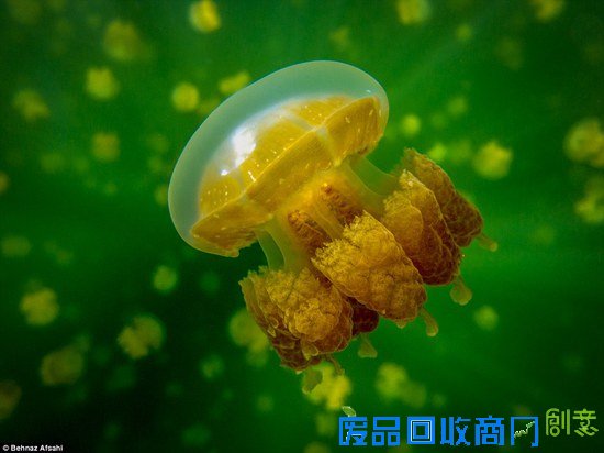 英国举行2016年水下摄影展 作品惊艳