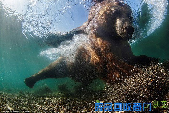 英国举行2016年水下摄影展 作品惊艳