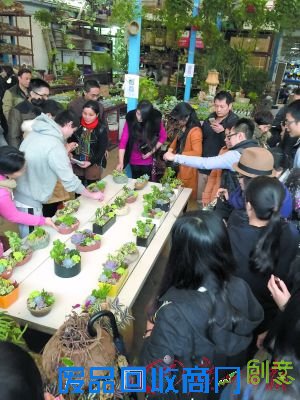 多肉植物拼盆DIY成果展示。