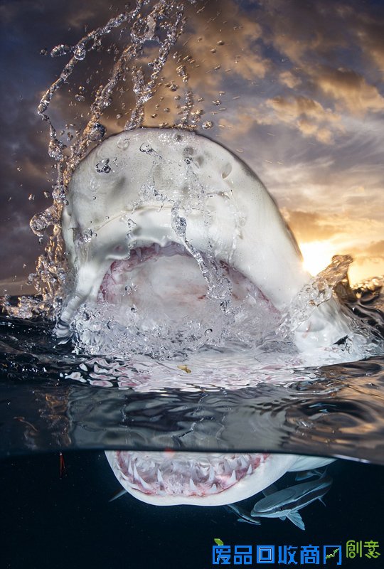 全球水下摄影大赛 水中照片唯美浪漫