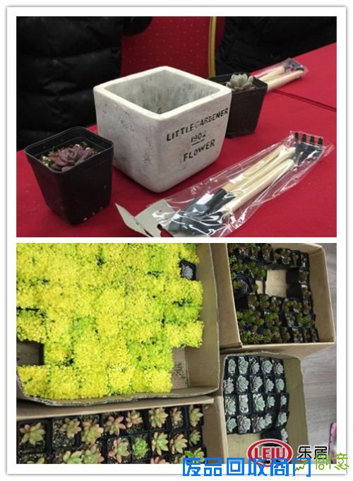 白马公馆“约会春天 超萌多肉DIY” 活动圆满成功!