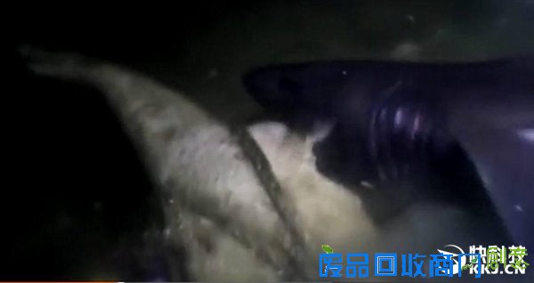 把一头猪沉在深海底四天后会怎样？