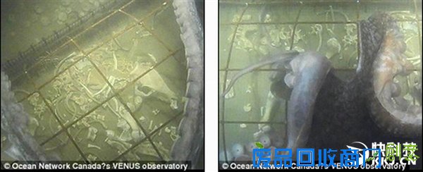 把一头猪沉在深海底四天后会怎样？