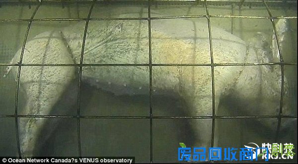 把一头猪沉在深海底四天后会怎样？