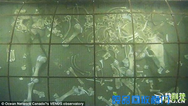 把一头猪沉在深海底四天后会怎样？