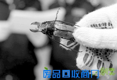 海关人员对标本进行查验。