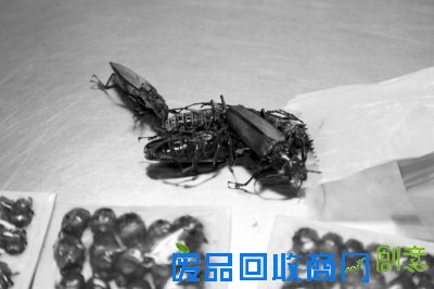 海关截获的昆虫标本。京华时报通讯员 刘超 摄