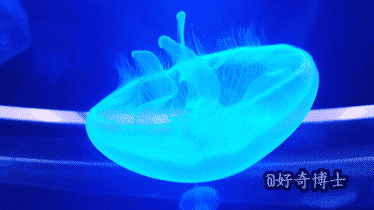 搞笑GIF图片：好可爱的动物呀！