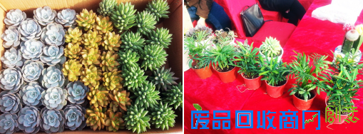 把绿色带回家 力高·澜湖郡“创意盆栽DIY”活动欢乐落幕